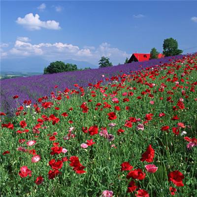 新澳门六开彩资料大全手机app下载